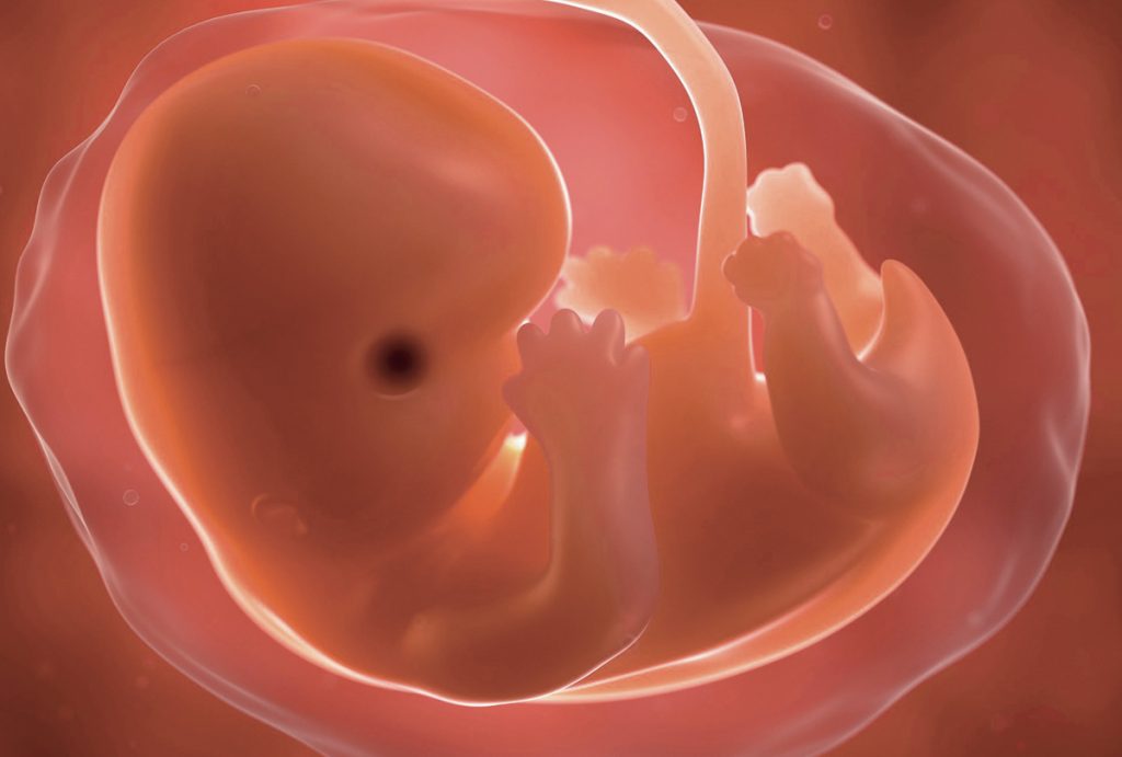 Placenta is a new transitional organ essential to the preservation of pregnancy and fetal development. 