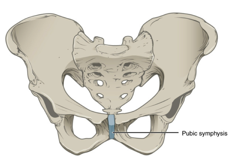 The pubic symphysis is found on the anterior side of the pelvis.